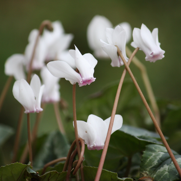 CYCLAMEN hederifolium ‘White Pearls’