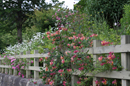 Green Cottage Garden 庭の見頃